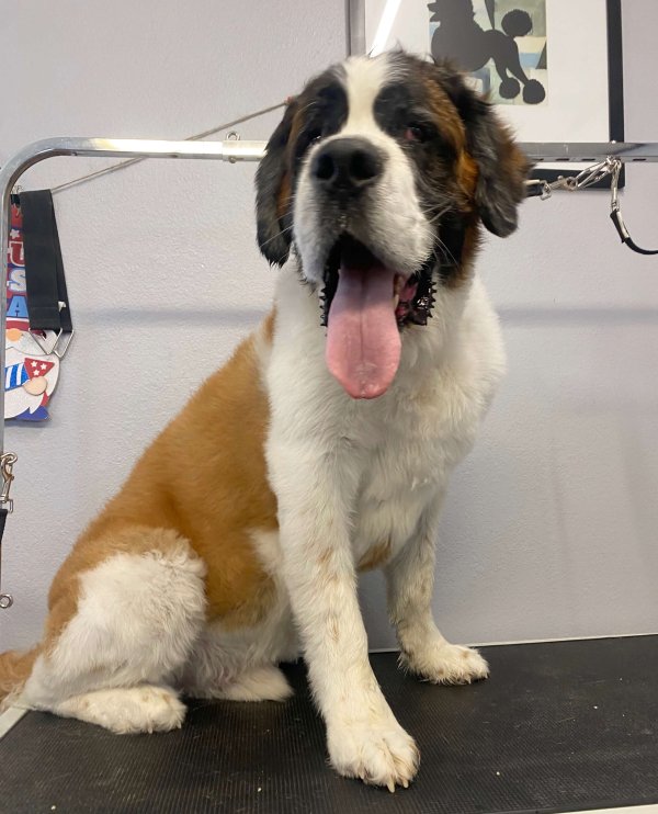 st bernard-c